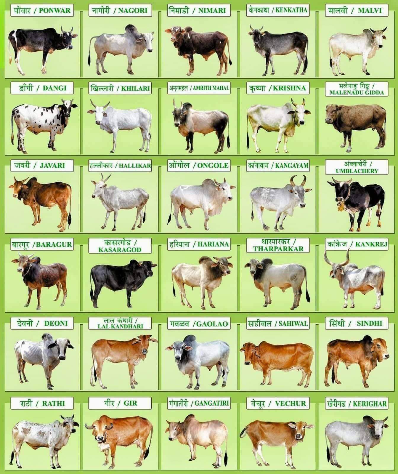 Indian%20Cows